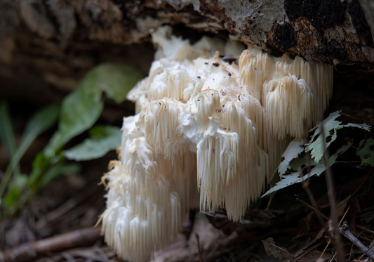 Lion's Mane Powder: From Forest to Pharmacy