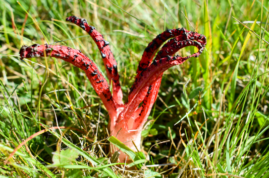 5 Spooky Mushrooms to Haunt Your Dreams