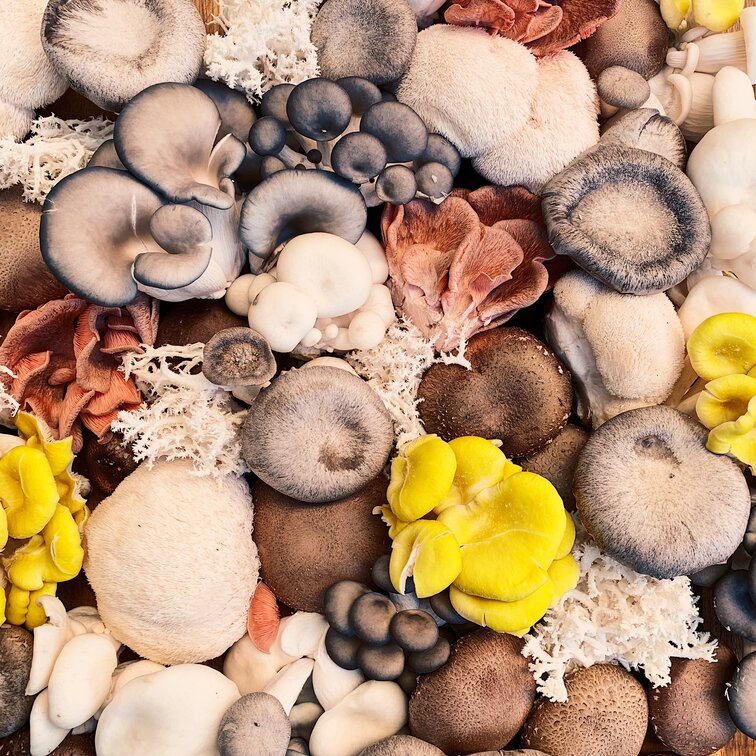 various mushrooms