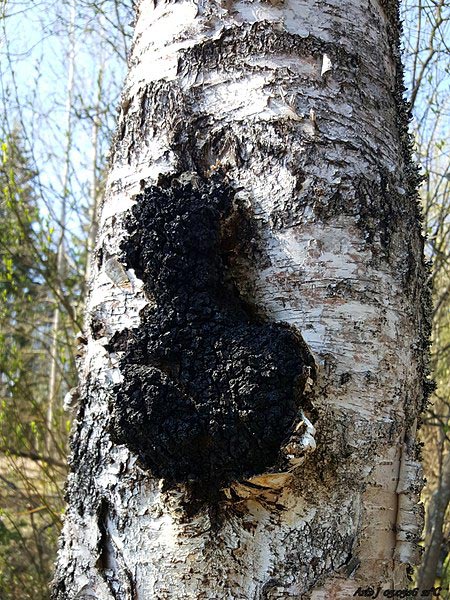 Chaga Cacao Mix