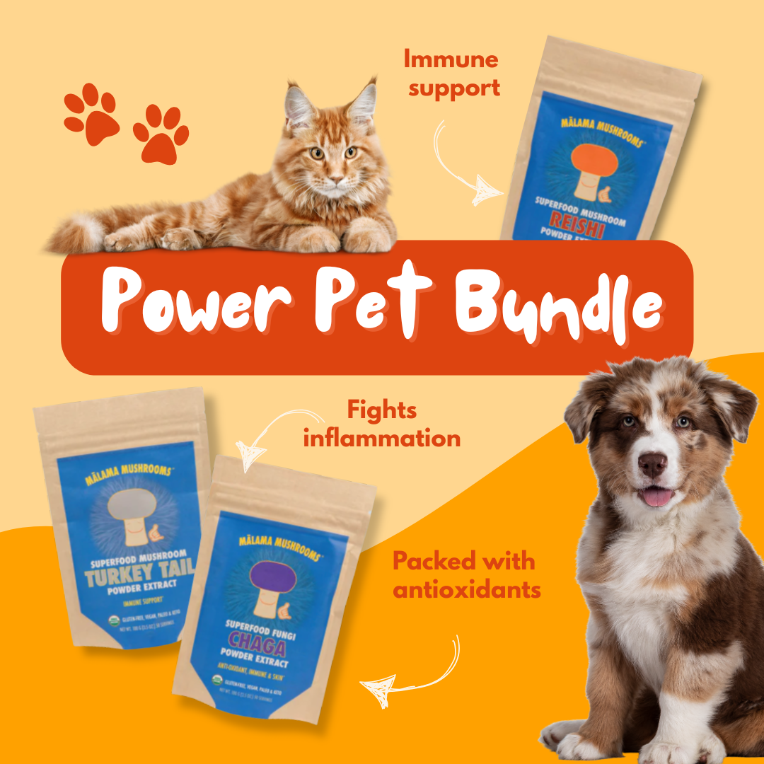 the best mushroom bundle for pets