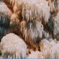 Lion's Mane Mushroom