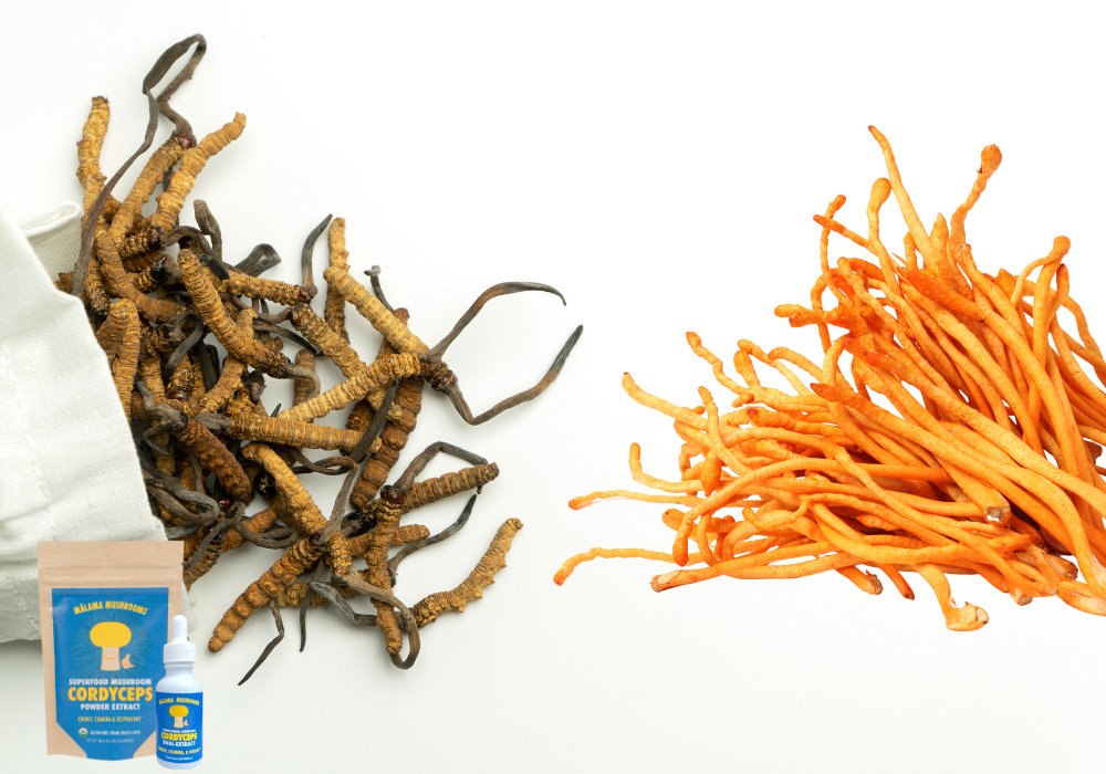 The Fascinating Life of Cordyceps: Unraveling the Parasitic Origins of a Medicinal Marve