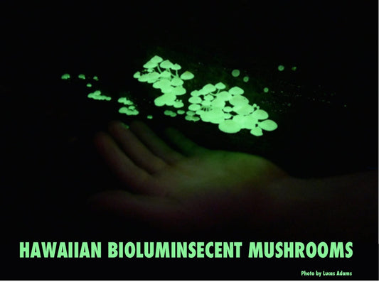 Hawaiian Bioluminescent Mushrooms