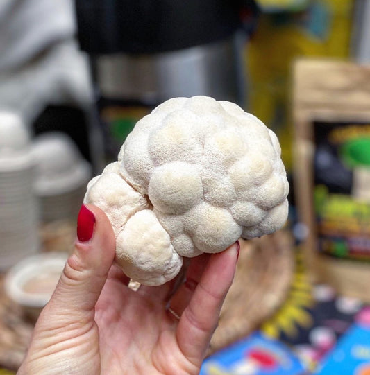 Scientific-Study Review of the Lion's Mane mushroom