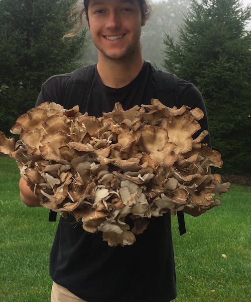 Meet Maitake: the Hen of the Woods