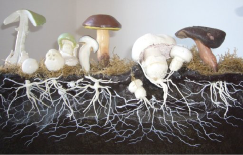 'Mycelium vs Fruiting-Body'
