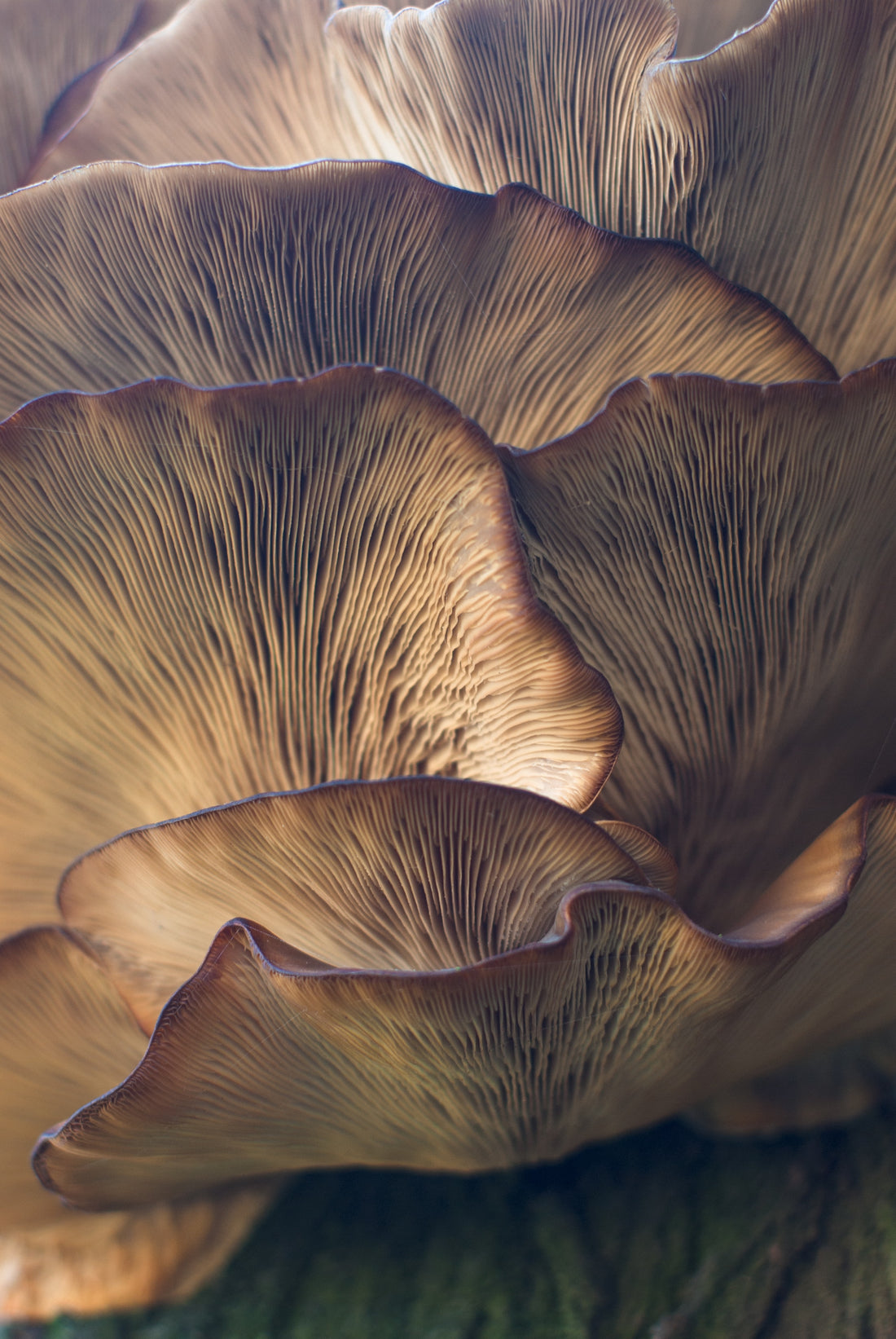 Reishi Mushroom: Facts About These Medicinal Mushrooms