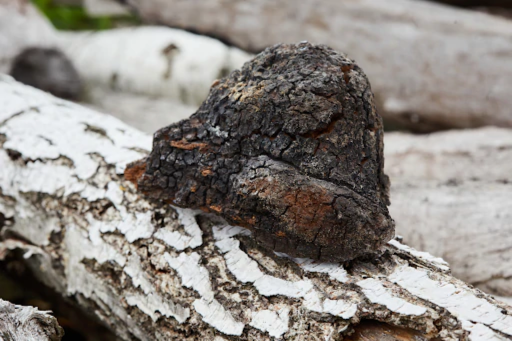 Chaga Mushrooms 
