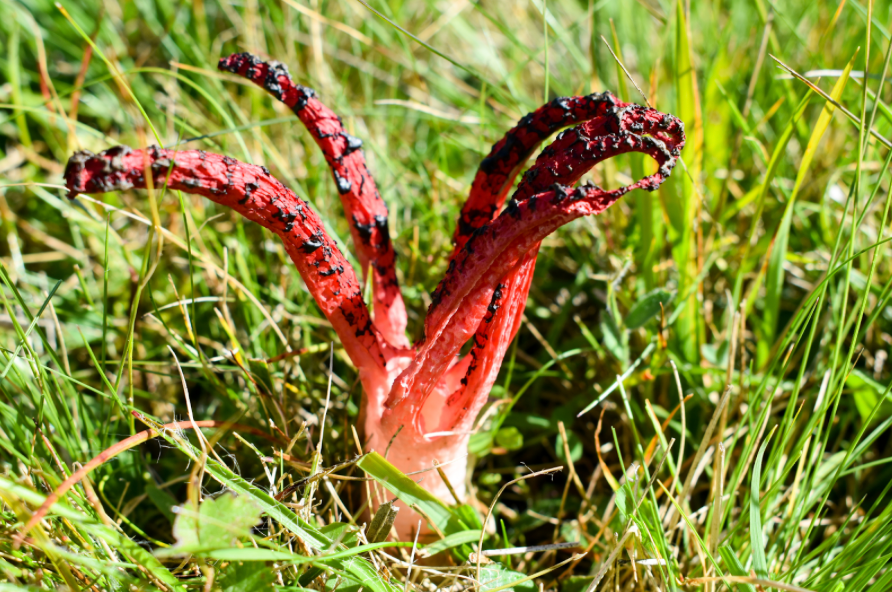 5 Spooky Mushrooms to Haunt Your Dreams