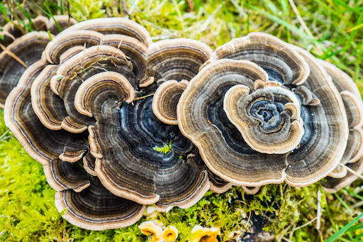 Turkey Tail Mushroom Benefits | The Ultimate Guide to the Therapeutics