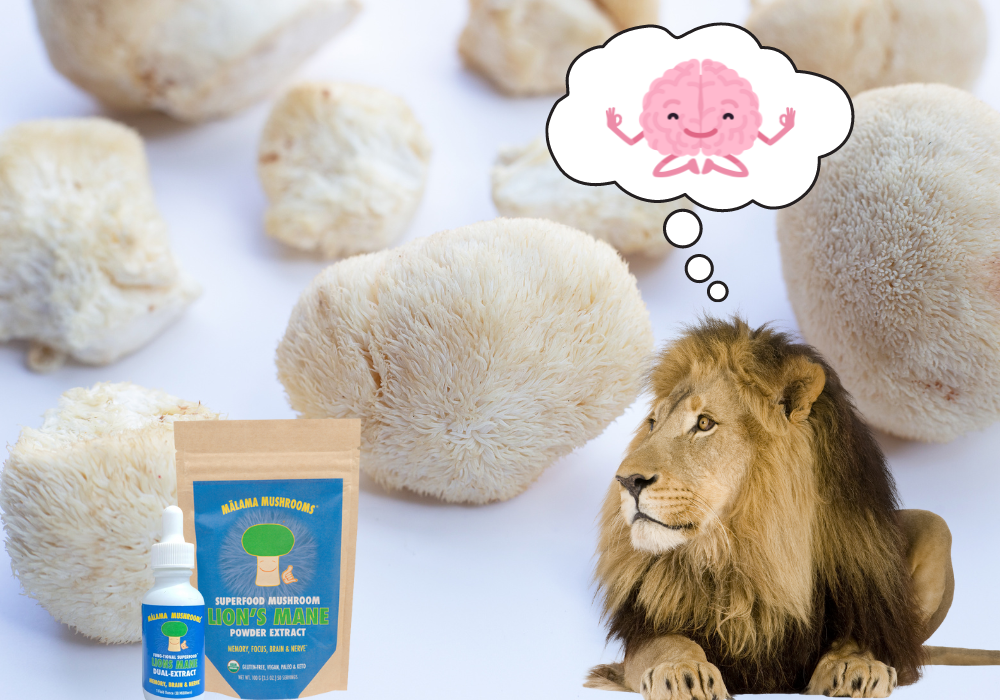 Lion's Mane for Mindfulness: Enhancing Focus and Productivity in a Distracted World