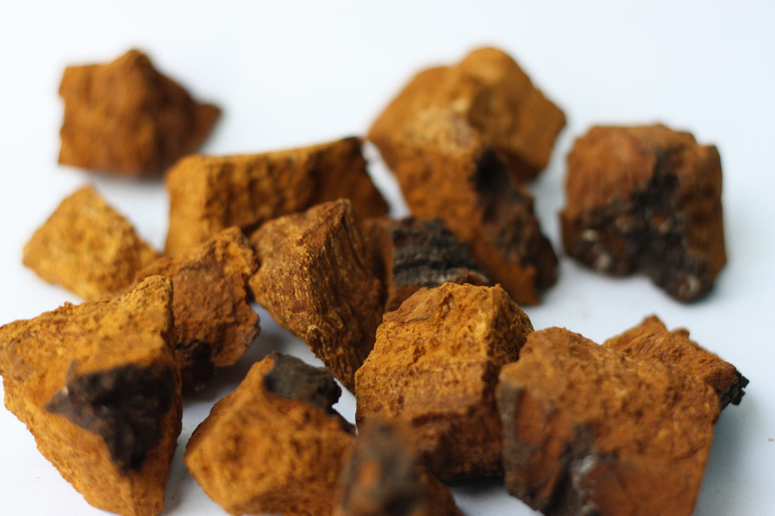 7 Essential Health Benefits You Can Get from Chaga Mushrooms