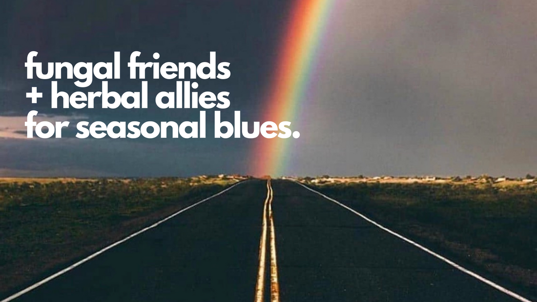 Six fungal friends + herbal allies to help seasonal blues 🌤