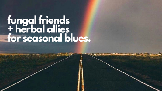 Six fungal friends + herbal allies to help seasonal blues 🌤