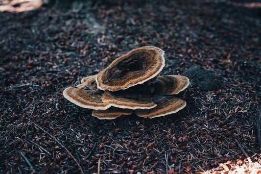 Turkey Tail Mushroom for Gut Health: The Connection Between the Gut Microbiome and Immunity