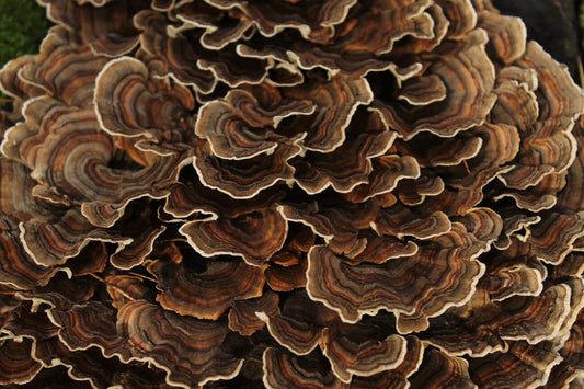Incredible Effects of Turkey Tail Mushroom to Your Health