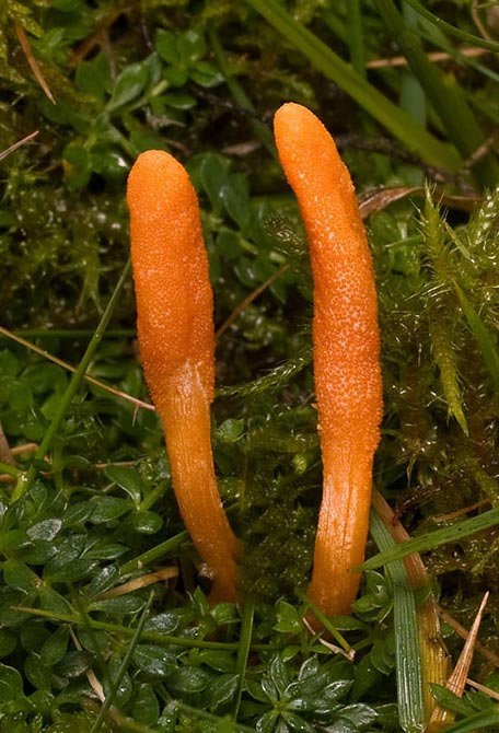 Fresh cultivated cordyceps militaris mushroom ready for harvest and extraction! Amazing for athletes!
