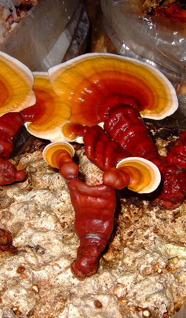 Fresh Reishi mushroom fruiting-body ready for harvest & extraction!