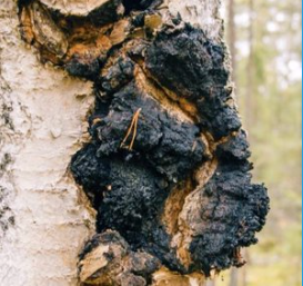Chaga Mushroom Extract Powder
