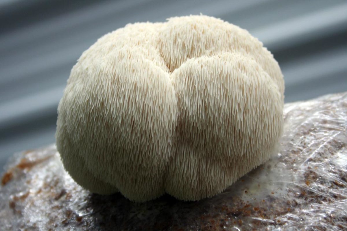 Organic Lions Mane Mushroom Capsules